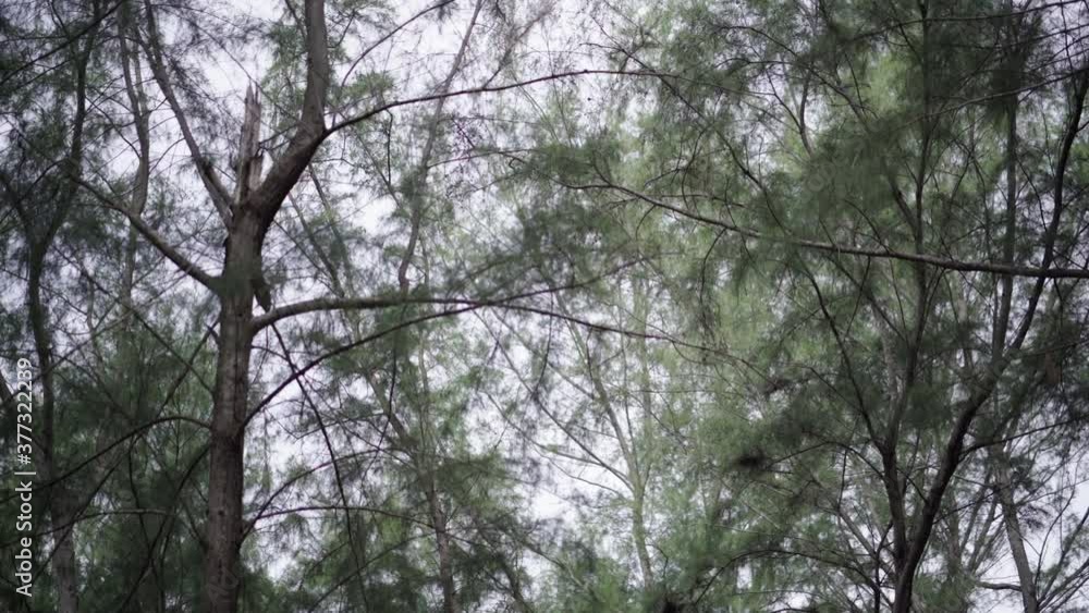 Beautiful shots of pine forest in thailand Beautiful shots of pine forest in thailand