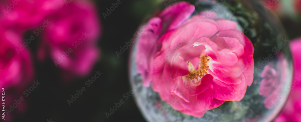 Obraz premium pink rose in lens ball / lens ball