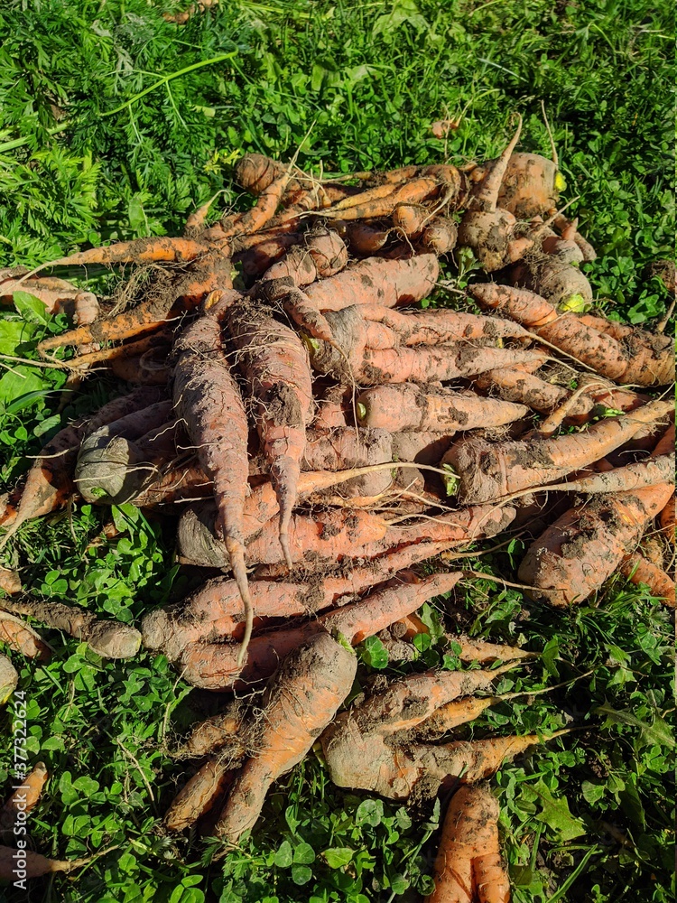 dug carrots from the garden in autumn