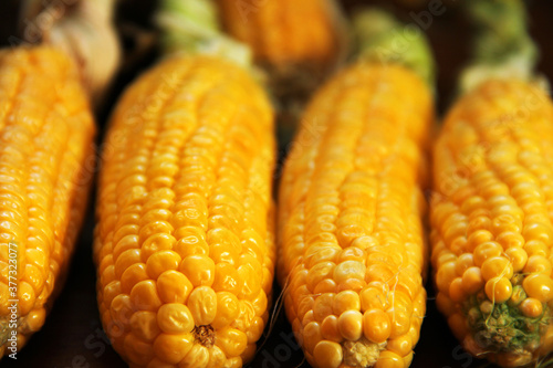 Corn. Yellow corn close up. Corn on a black background