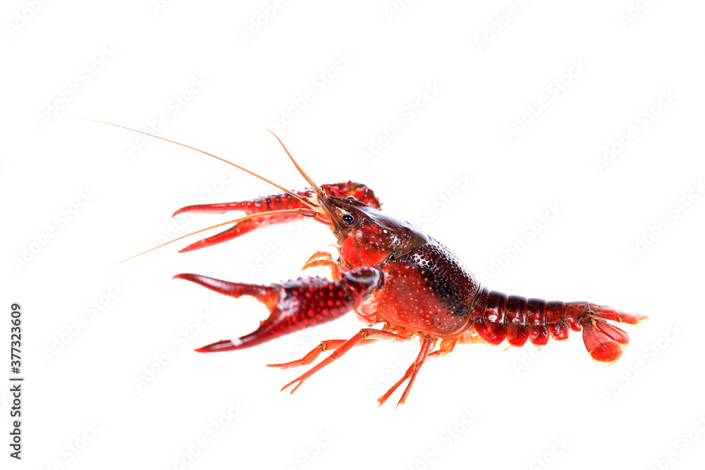Crawfish Crawfish