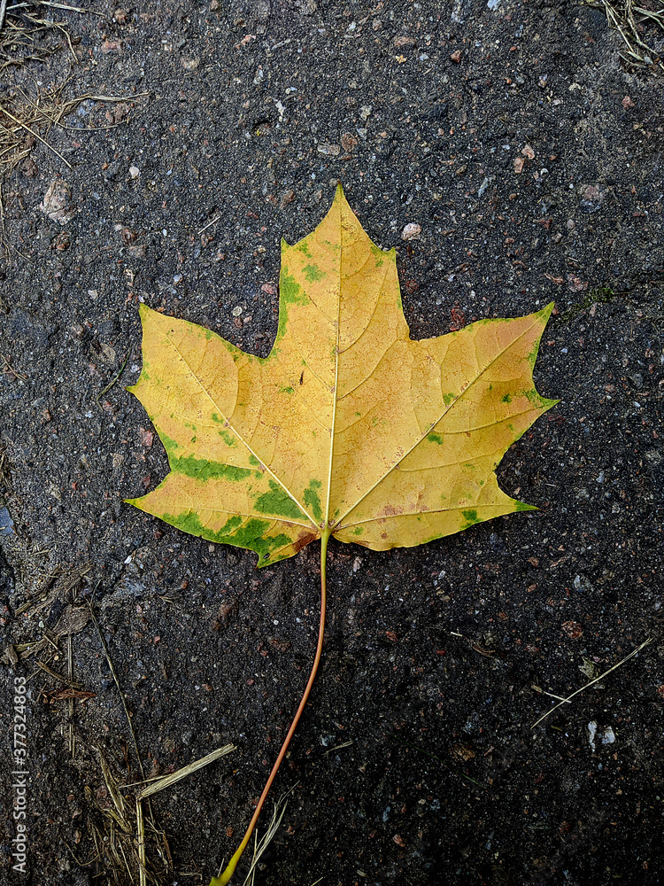 one colorful maple leaf on the asphalt in the autumn one colorful maple leaf on the asphalt in the autumn