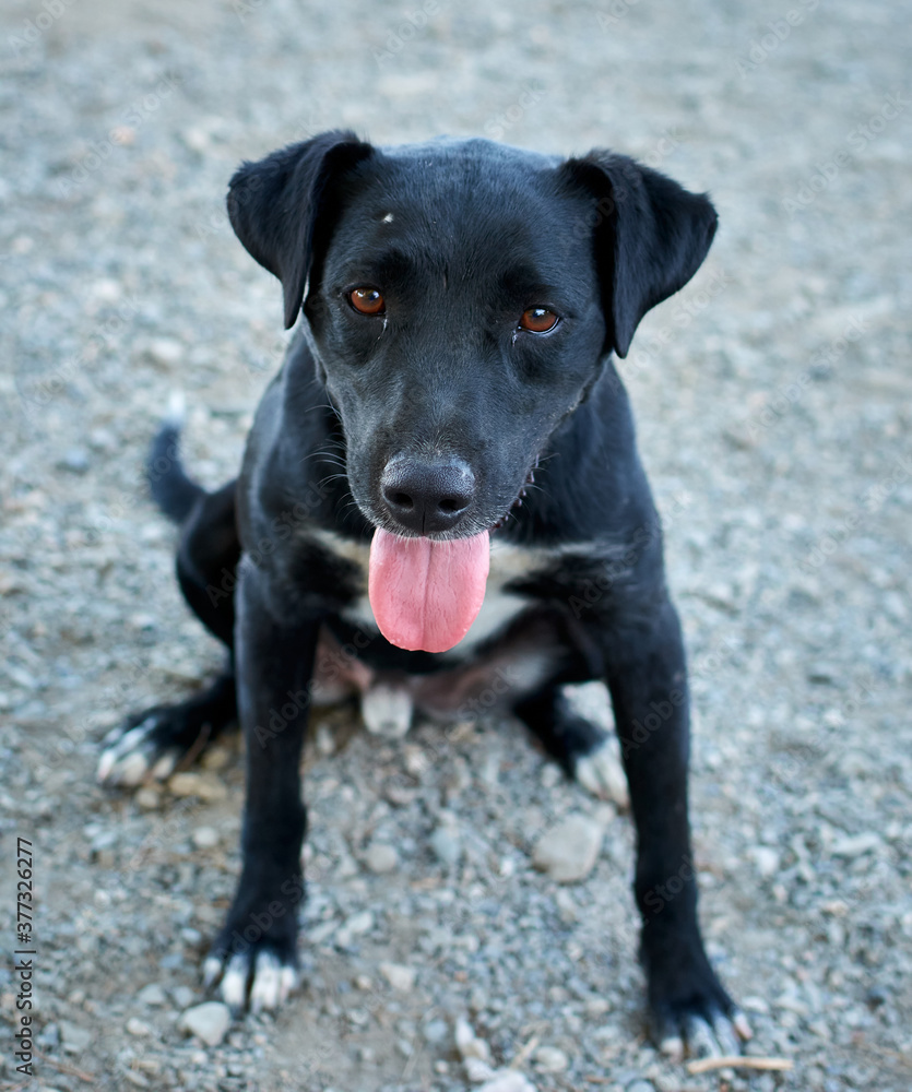 Vertical shot of a cute black Patterdale Terrier dog Vertical shot of a cute black Patterdale Terrier dog
