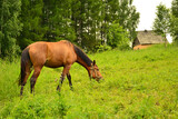 Domestic stallion eating grass in the pasture