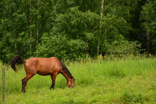 Domestic stallion eating grass in the pasture © Natalia