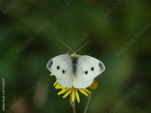 female small white butterfly (Pieris rapae)