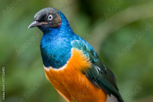 A Superb starling (Lamprotornis superbus) closeup.
This species has a very large range and can commonly be found in East Africa.
It has a long and loud song consisting of trills and chatters