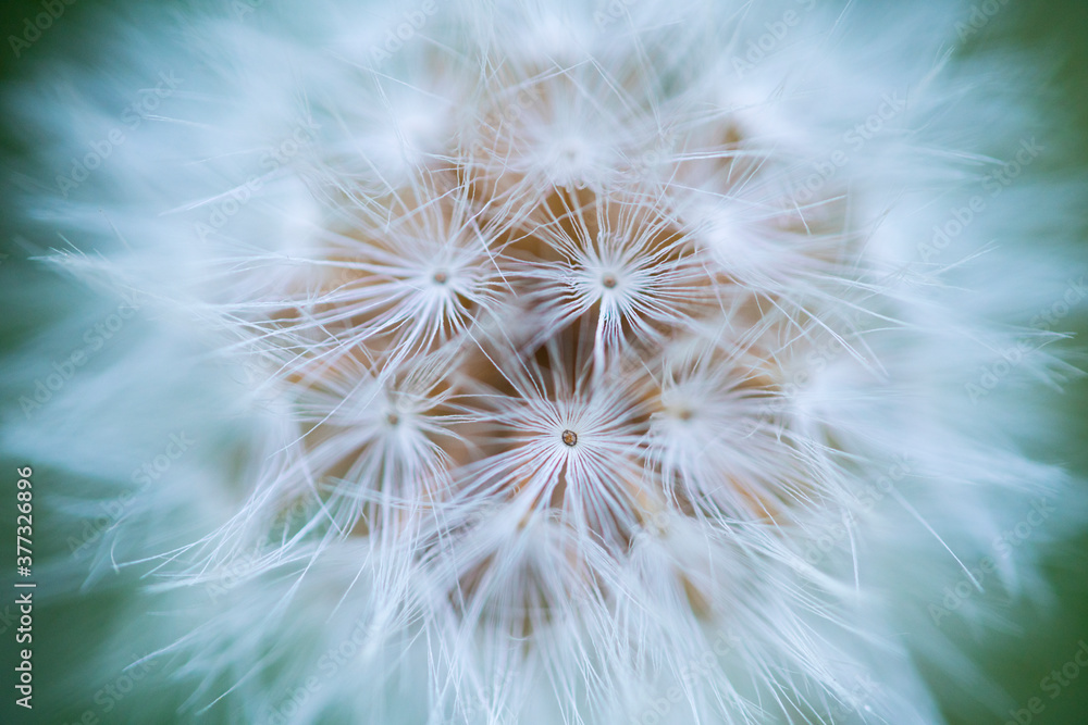 DANDELION - DIENTE DE LEON (Taraxacum officinale), Leon province, Castilla y Leon, Spain, Europe