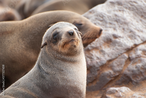Brown Fur Seal or Cape Fur Seal (arctocephalus pusillus) at Cape Cross in Namibia, Southern Africa