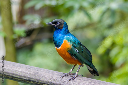A Superb starling (Lamprotornis superbus) closeup. This species has a very large range and can commonly be found in East Africa. It has a long and loud song consisting of trills and chatters