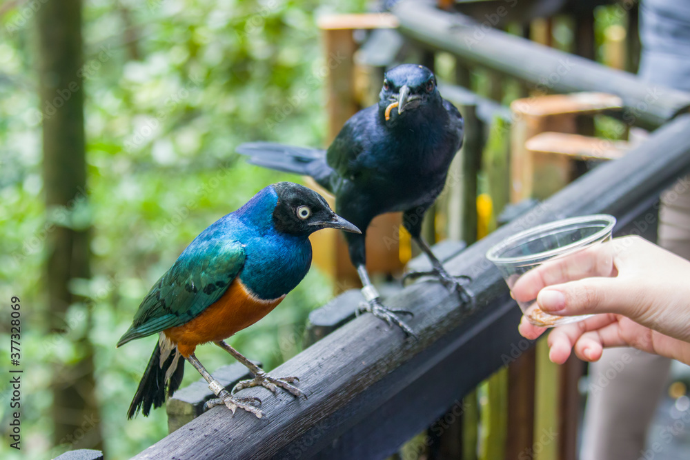 Obraz premium A Superb starling (Lamprotornis superbus) wants to get a worm from the cup in tourist's hand. There is one Red-winged starling (Onychognathus morio) look at it. 