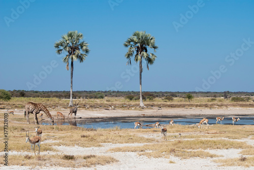 Fototapeta Naklejka Na Ścianę i Meble -  African Safari. Springbock and Giraffe gathering at a watering hole in Etosha National Park in Namibia. Two palm trees in background