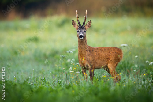 Roe deer, capreolus capreolus, standing on meadow in summertime nature. Wild buck with large dark antlers looking to the camera on flower field with copy space.