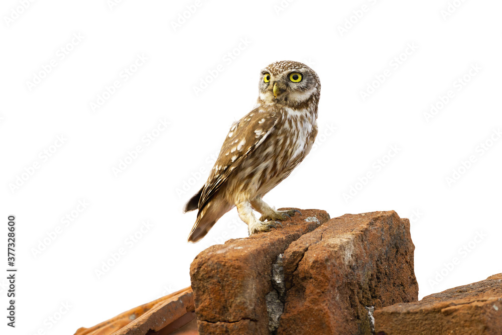 Little owl, athene noctua, sitting on brick isolated on white background. Small bird of pray looking from roof cut out on blank. Wild predator observing with copy space. Little owl, athene noctua, sitting on brick isolated on white background. Small bird of pray looking from roof cut out on blank. Wild predator observing with copy space.