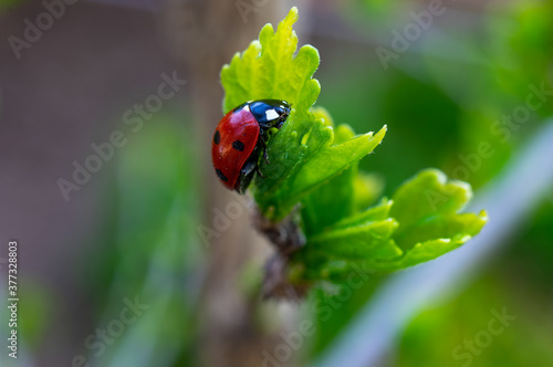 macrophotograph of a red Coccinella