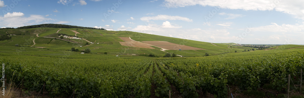 panorama of vineyards in Ay, champagne region in france