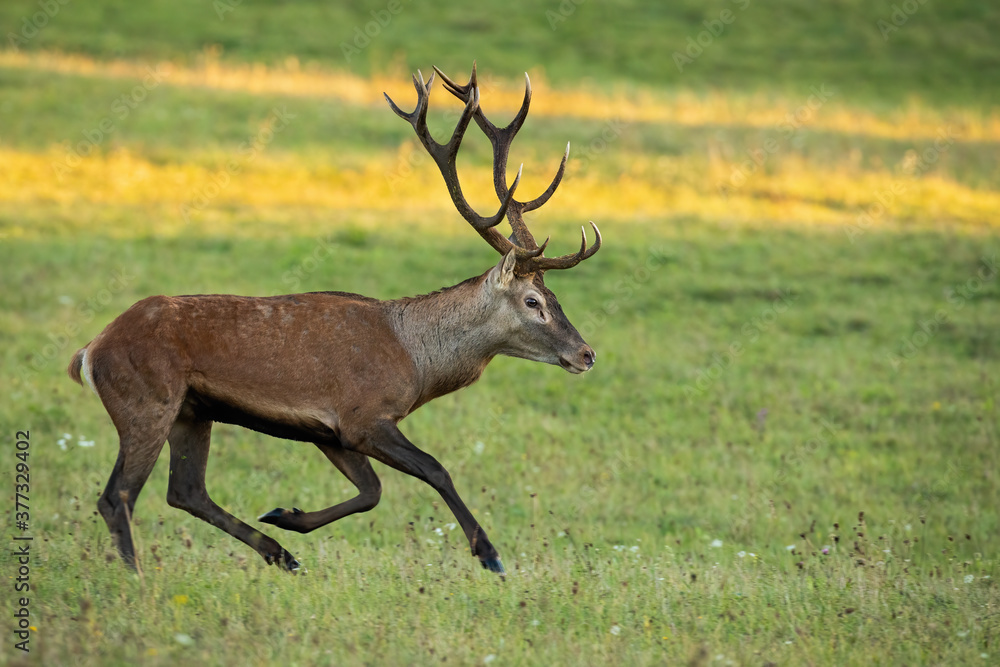 Active red deer, cervus elaphus, running on meadow in autumn sunrise. Vital stag with huge antlers sprinting on glade in fall nature. Wild mammal in motion from side. Active red deer, cervus elaphus, running on meadow in autumn sunrise. Vital stag with huge antlers sprinting on glade in fall nature. Wild mammal in motion from side.