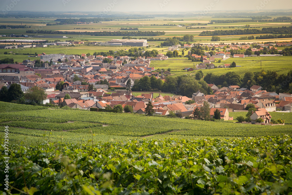 a view on le mesnil sur oger, in champagne
