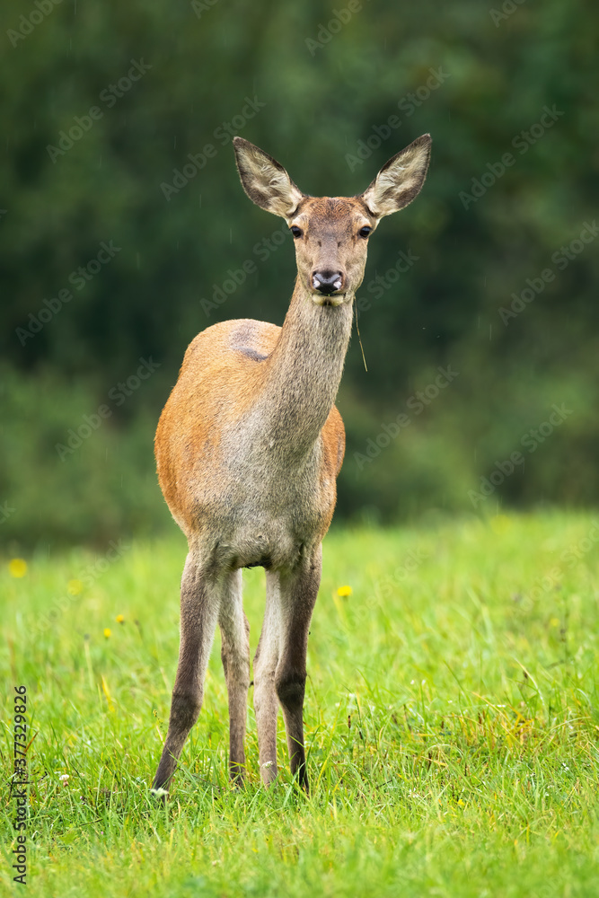 Cautious red deer, cervus elaphus, hind standing on meadow in autumn. Wild mammal female looking to the camera on field. Herbivore creature watching on grassland. Cautious red deer, cervus elaphus, hind standing on meadow in autumn. Wild mammal female looking to the camera on field. Herbivore creature watching on grassland.