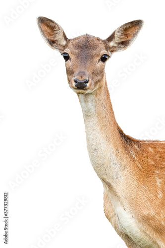 fallow deer, dama dama, doe watching to the camera cut out on blank. Portrait of female animal watching isolated on white background. Hind head with copy space. photo