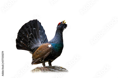 Fotografia Western capercaillie, tetrao urogallus, lekking in nature isolated on white background