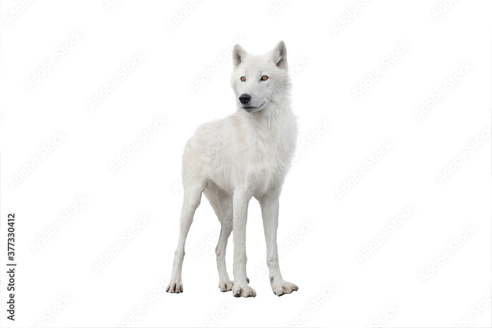 skinny polar white wolf in summer isolated on white background.