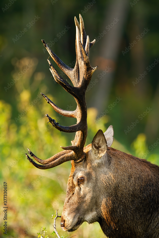 Deer Antlers Profile