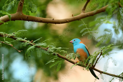 Canvas-taulu Southern Africa estrildid finch, Blue waxbill, Uraeginthus angolensis,  Angolan cordon bleu, common aviary, pet bird
