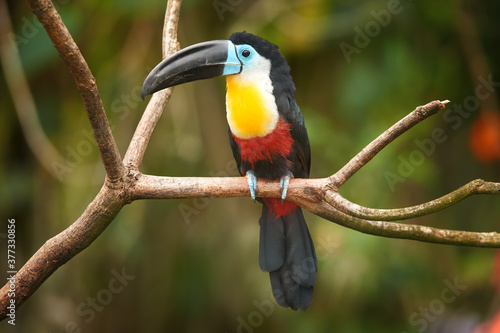 Channel-billed toucan, Ramphastos vitellinus, colorful toucan native to Trinidad, bird with huge, black and blue bill, sitting on the branch against jungle green, blurred background.