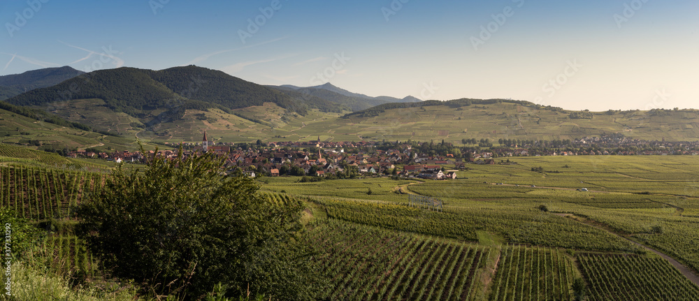 panorama of vineyards in alsace, france