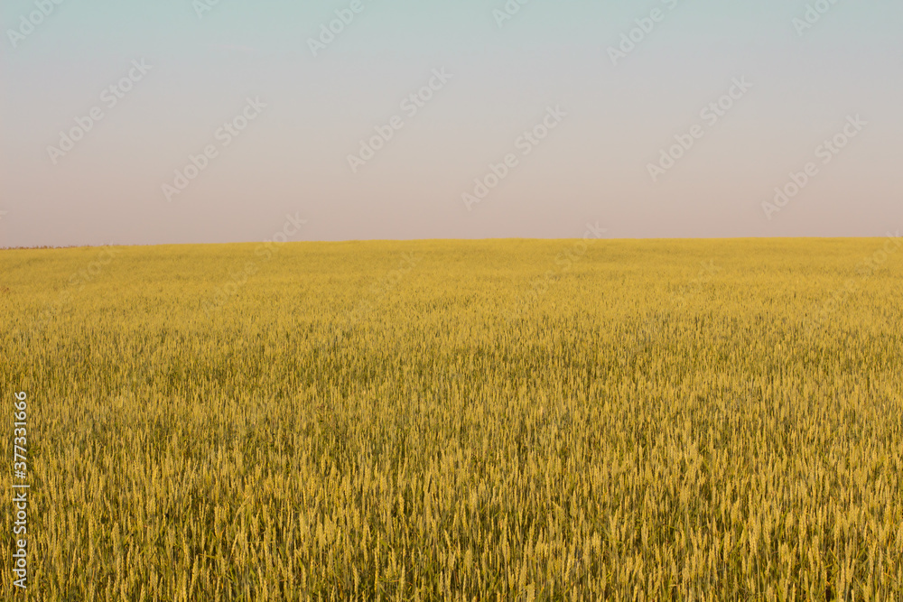 Field against blue sky, agriculture, rye, wheat