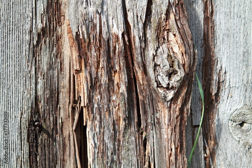 old wood texture