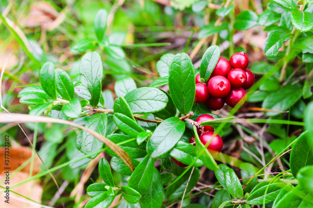 Fresh wild lingonberry in forest in a swamp. Natural food of wild nature, rich in vitamins. Top view. Vaccinium vitis-idaea (lingonberry, partridgeberry or cowberry). Organic lingonberry. Nature Fresh wild lingonberry in forest in a swamp. Natural food of wild nature, rich in vitamins. Top view. Vaccinium vitis-idaea (lingonberry, partridgeberry or cowberry). Organic lingonberry. Nature