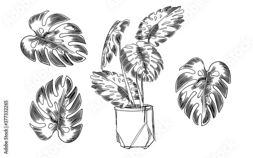 Monstera deliciosa plant tropical leaf sketch hand drawing isolated white background pen hand drawn style