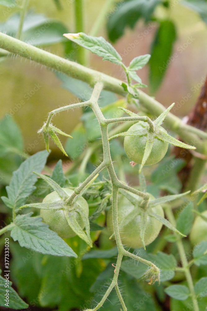 Small green tomatoes ripen in the greenhouse in summer Small green tomatoes ripen in the greenhouse in summer