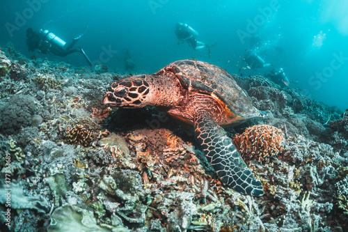 Underwater image of a green sea turtle, with scuba divers swimming and observing among colorful coral reef in clear blue water