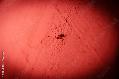  red spider close-up with a cobweb