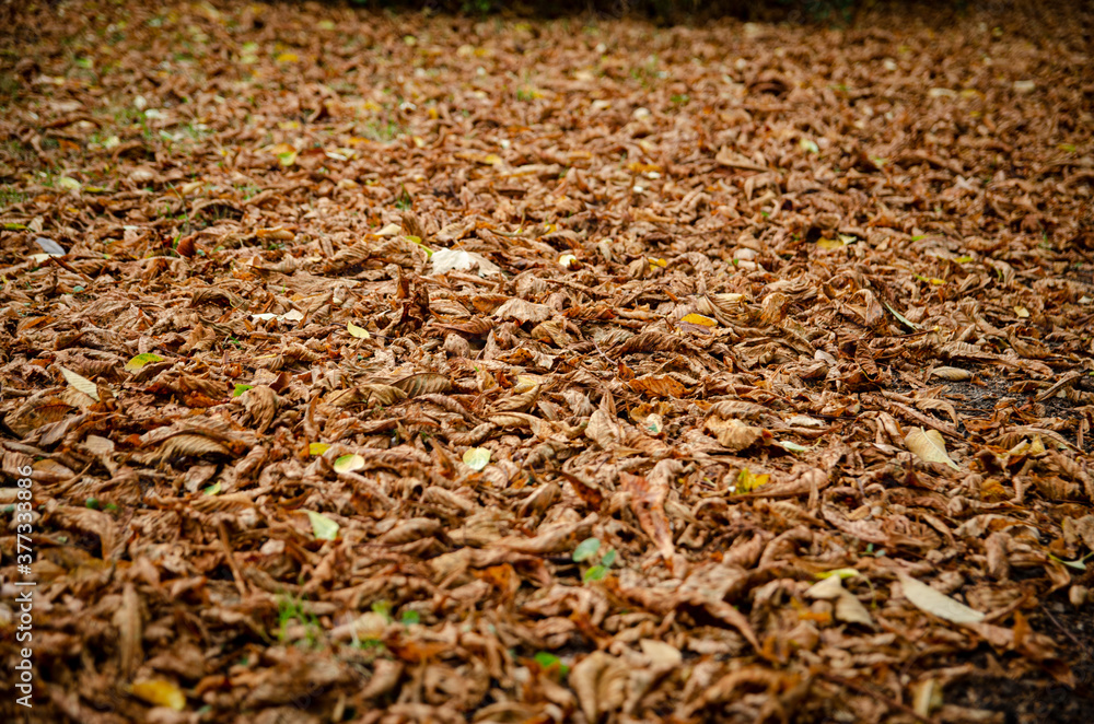 
close-up of golden autumn leaves on the grass in the park