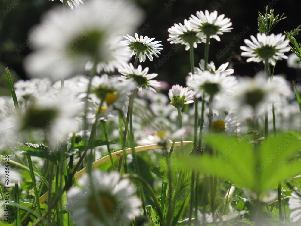 meadow with daisies