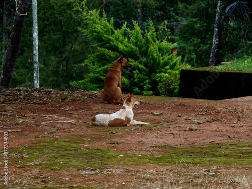 Fotografie Stray dogs wandering in the house premises