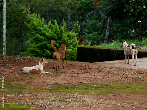 Stray dogs wandering in the house premises photo