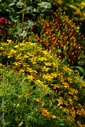 Flowers of multi-colored marigolds on a flower bed in the garden.