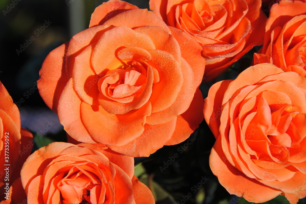 Blumenstrauss, Rosen mit Tautropfen Blumenstrauss, Rosen mit Tautropfen