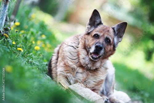 beautiful adult german shepherd lying on the grass