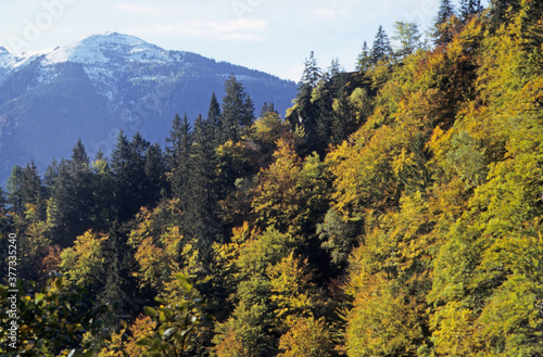 Mountain forest in Autumn. Red green orange leaves. Snow capped summit in background. Blue sky and clouds.