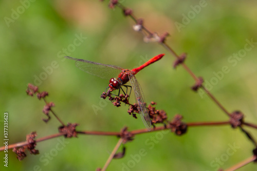 Close up of a scarlet darter dragonfly, also called Crocothemis erythraea or Feuerlibelle