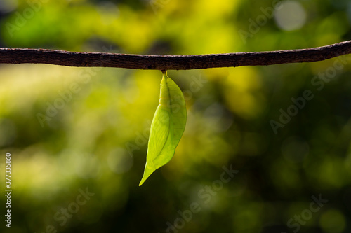 Chrysalis of palm king butterfly in green color hanging on twig photo