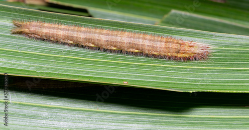 Caterpillar of palm king butterfly ( Amathusia phidippus ) on host plant photo