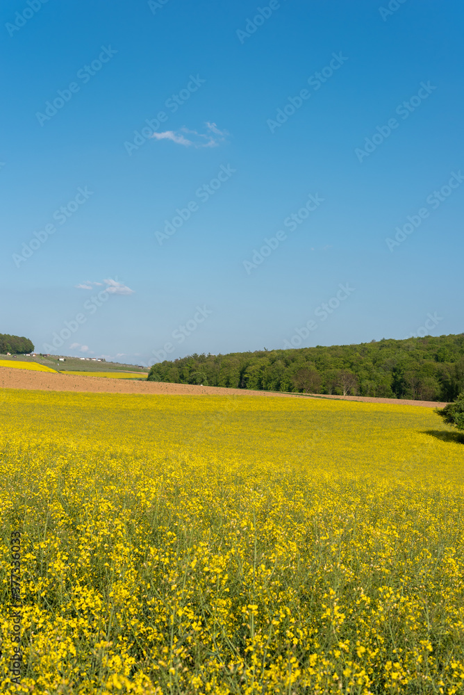 Agricultural landscape with rape field in Johlingen
