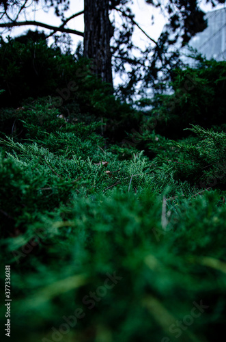  autumn green bushes after dark